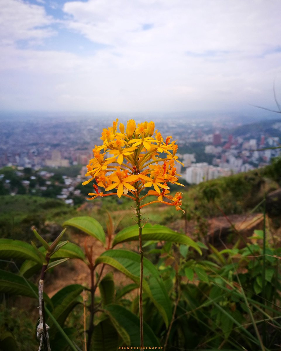 joca_ph's tweet photo. Cali primaveral 🌻 #Cali #CaliCo #Colombia https://t.co/gxVQFkKtAO