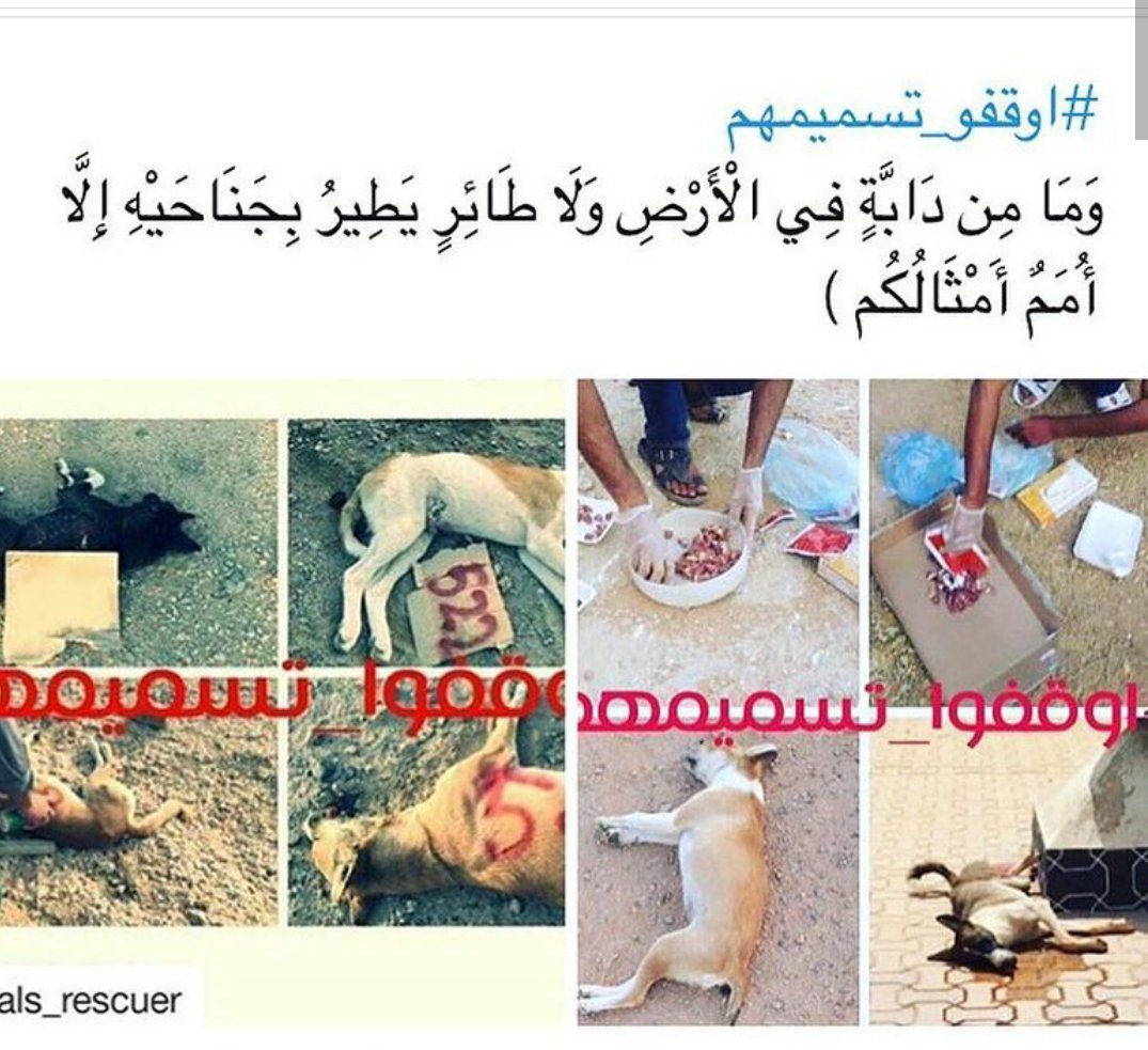 Alooooooola178's tweet photo. #اوقفوا_تسميمهم1
 حرام الإباده اللي تصير في المخلوقات البريئة محاسبين عليهافي الدنياقبل الآخره https://t.co/jDHsna3d2K