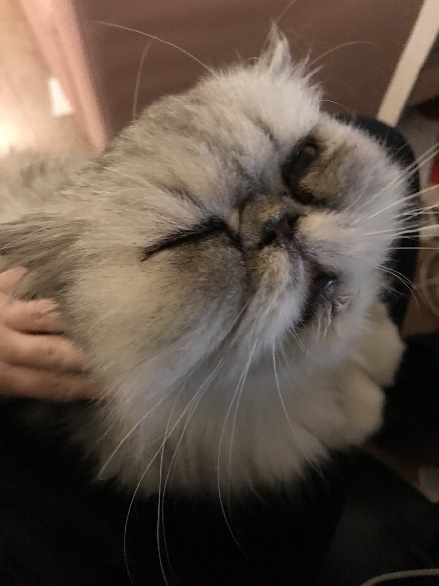 MissBeBe17's tweet photo. Loving my fusses after my #TunaTuesday meal. 😻😺😻 yum yum #CatsOfTwitter #purrrrr https://t.co/1zIDW1QVn9