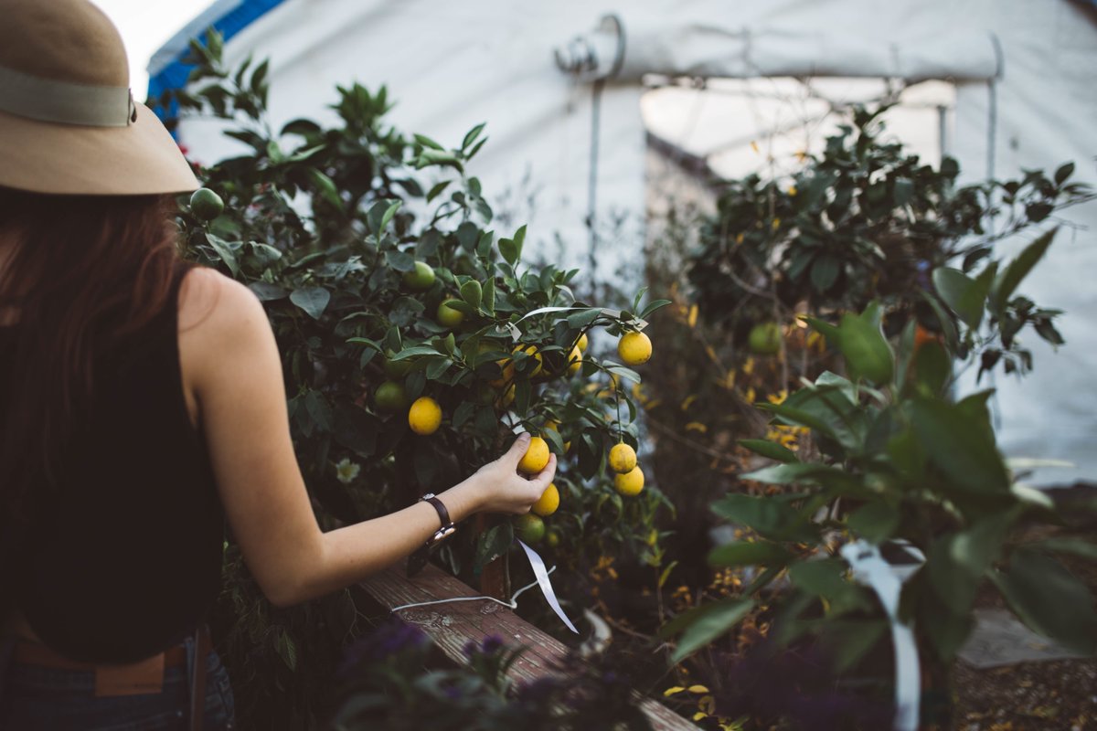 basil_grower's tweet photo. Are you interested in #urbanfarming ? 

----> https://t.co/ychw0zeHUr

#food #fruits #vegetables https://t.co/3JXJK0mLJ6