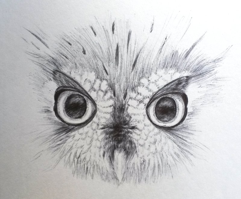 TessaCheung1's tweet photo. #Inktober catch up #9: a #screech #owl. #inktober2017 https://t.co/IOZ8gA2QVW