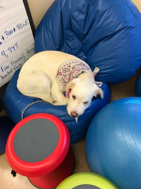 My classroom buddies have toggle stools, bean bags, and yoga balls this year. I'm digging the bean bags as you can see. I don't do wobbly.