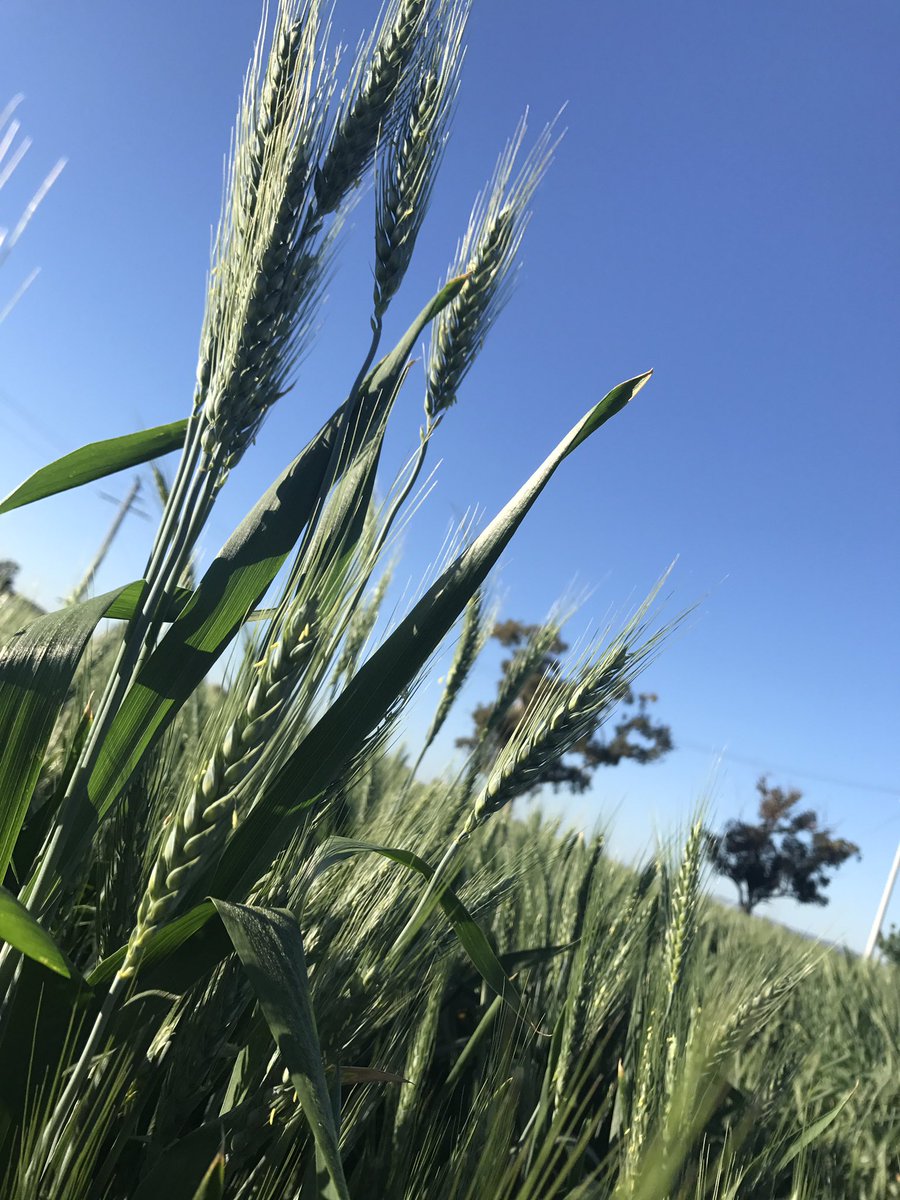 K_eightyloren's tweet photo. #GIAVcroptour looking forward to seeing how this seasons crops are looking 💯@VFFGrains @theweeklytimes https://t.co/pNj3TpI0Io