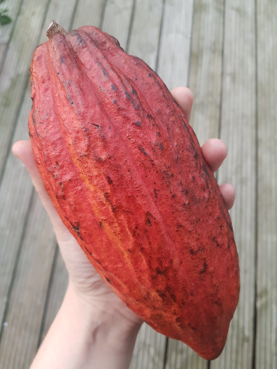 sandtchocolates's tweet photo. #cocoapod another wonderful haul from @chocolateshow sadly not grown on the marsh , yet ! https://t.co/zRLBKHCkew