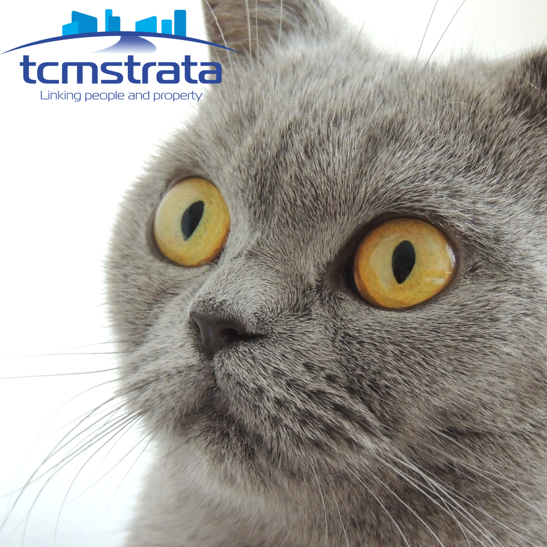 TCMRentalsSales's tweet photo. https://t.co/eeDXmvcrFB You want to purchase a unit but you have a pet - What to do? Check out our latest article in Tropic Now #tcmstrata https://t.co/9ygPqVJ3Pa