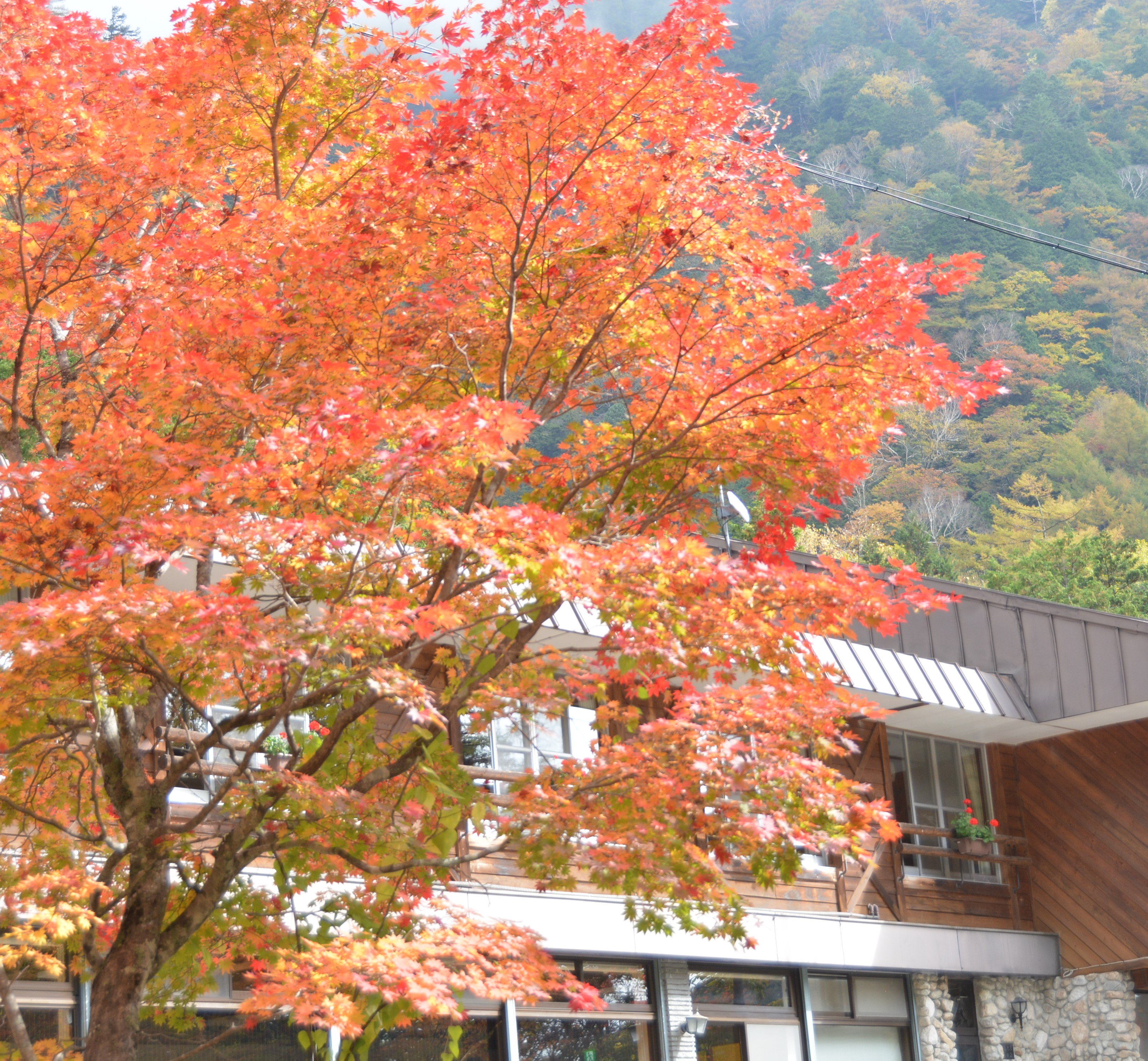 「秋人の庭」有明モミジ 秋人の庭」有明モミジ