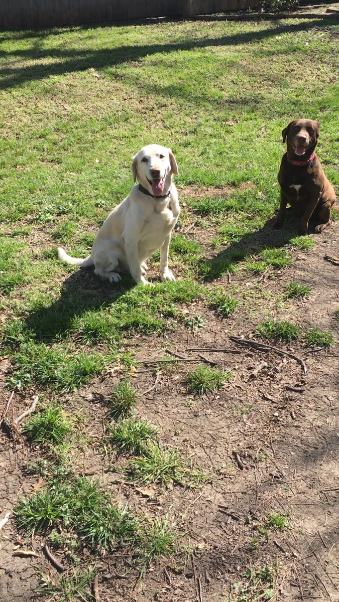 HunterFoster19's tweet photo. RIP Homer. You were the best good boy ever 😭 https://t.co/IU3X4srfuk