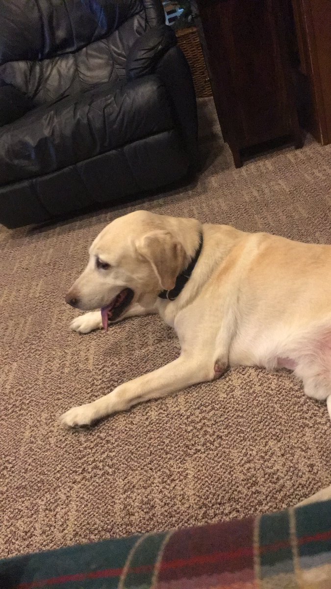 HunterFoster19's tweet photo. RIP Homer. You were the best good boy ever 😭 https://t.co/IU3X4srfuk