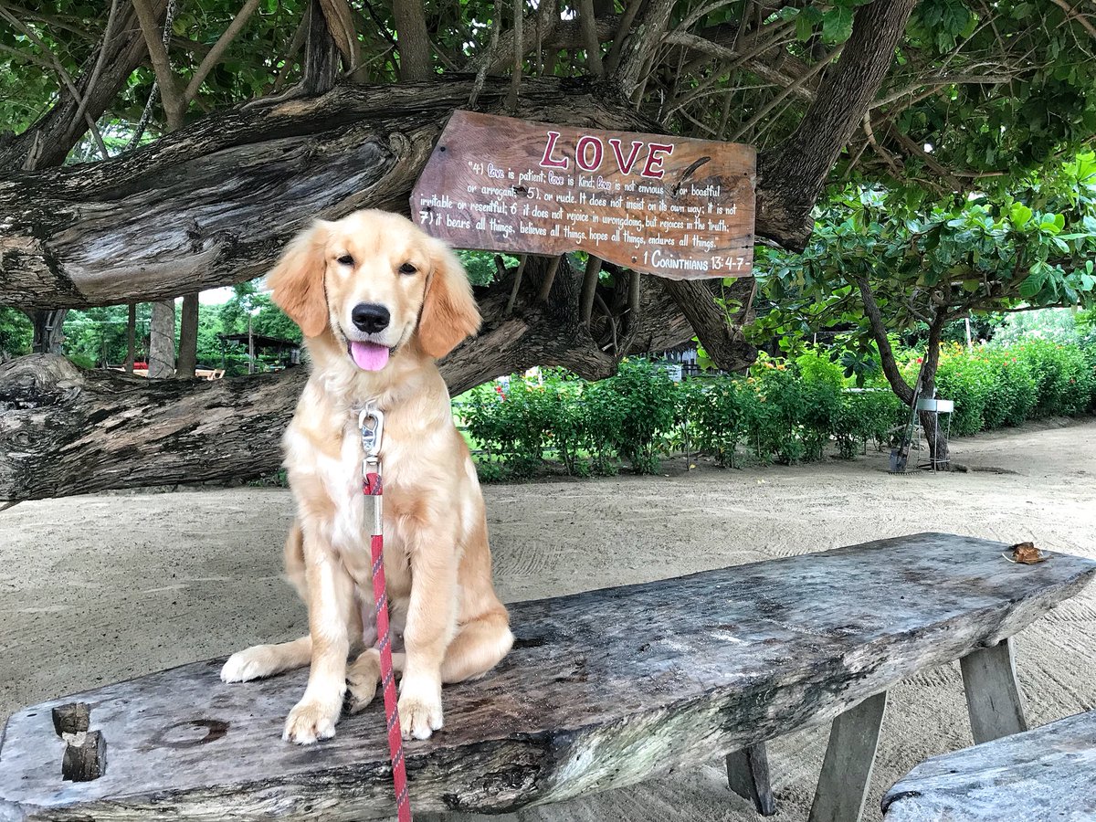TuazonReese's tweet image. All you need is love. And a pup.🐶 #midweekthoughts #mollythegoldenfluff
