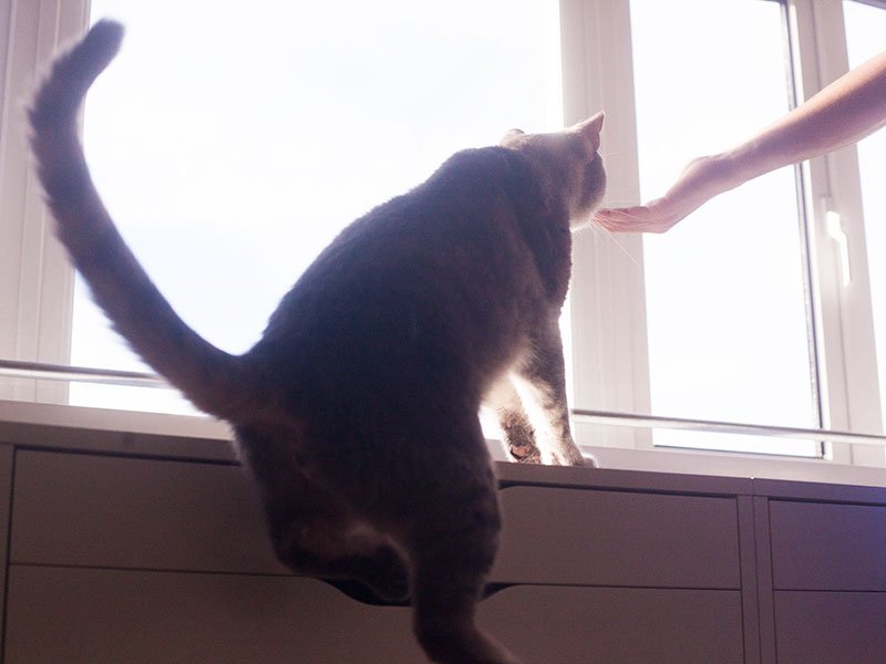 _KittyClysm's tweet photo. How High Can a Cat Jump? https://t.co/8k9xpdjOs0 https://t.co/lAB1Qrzn6H