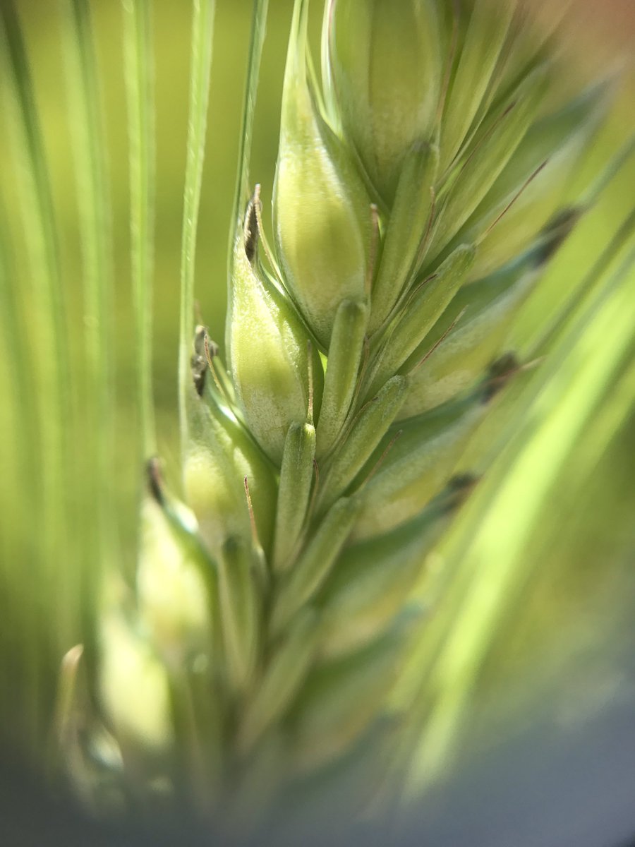 K_eightyloren's tweet photo. #grownotesalert @GIAVcroptour #giavcroptour #macrolens https://t.co/swyjKCwYtj