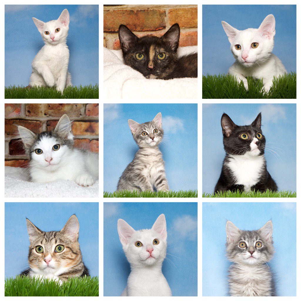 AlamedaShelter's tweet photo. We have kittens! From top left are Fiji, Everly, Maui, Chloe, Ramin, Mick, Hunter, Jimi and Saimin. https://t.co/Ml34FSj3oR