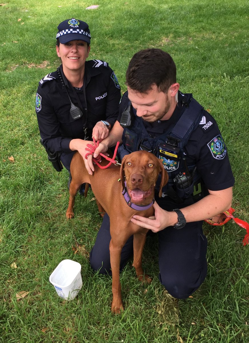 7NewsAdelaide's tweet photo. Police rescue distressed dog from hot car on War Memorial Drive in CBD. #7News https://t.co/vTHvKwBIBw
