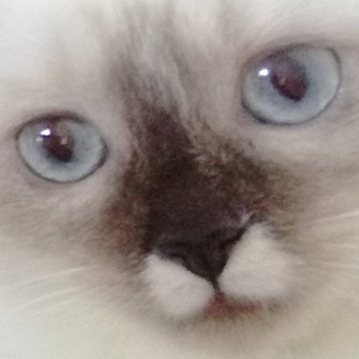 Stormxf3 Meet My New Friend Willow Ragdoll Breed