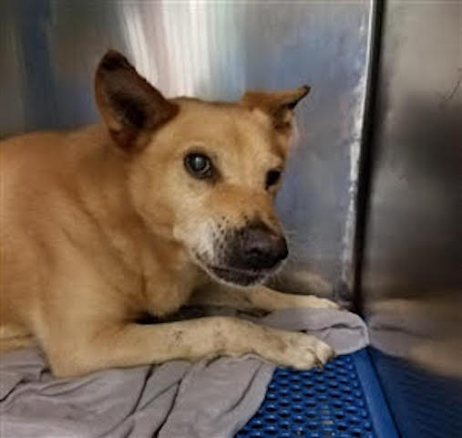 gaviota330's tweet photo. ROME
https://t.co/jGkiNyIY2x
KILL LIST
14 Y OLD
NEGLECTED
SCARED
GOOD APPETITE
RESCUE ME
HELPDOGS@URGENTPODR.ORG
MSG
https://t.co/pV3hfOX4Qp https://t.co/axTHv2j3kT