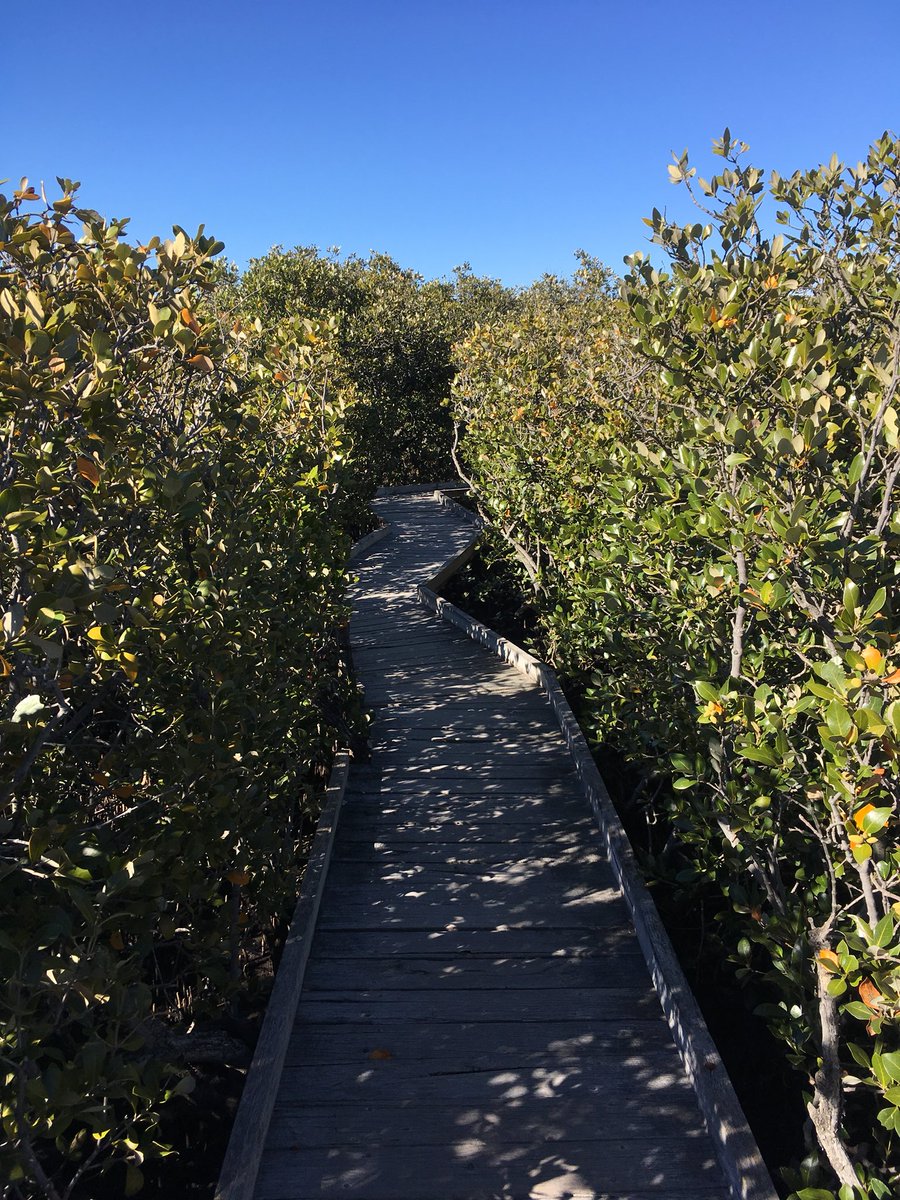 BirdSanctuarySA's tweet photo. Beautiful down at the St Kilda mangrove trail today. Pied and Sooty Oystercatchers in the bay and White faced herons in the mangroves https://t.co/3Z8UlCeyP7