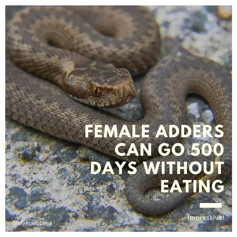 Age_In_Days's tweet photo. Female adders can go 500 days without eating 🐍 Impressive! #snake #ballpython #snakes #reptile #python #reptiles #royalpython #viper #adder https://t.co/rH2M8Rx4g1