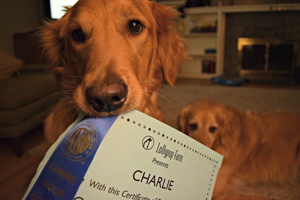 MyDogLikes's tweet photo. Do you know what it takes to become a Canine Good Citizen? Read about Charlie's experience https://t.co/VA3pSfSBEB https://t.co/crYtNKigjA