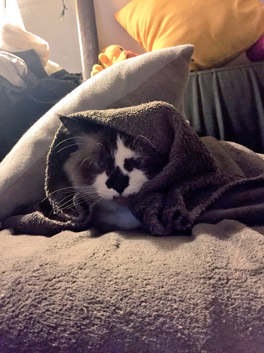 Depuis que je me rematte les #StarsWars, mon #chat n’est plus le même #CatsOfTwitter #Catskills #maytheforcebewithyou #Padawan #seigneursith