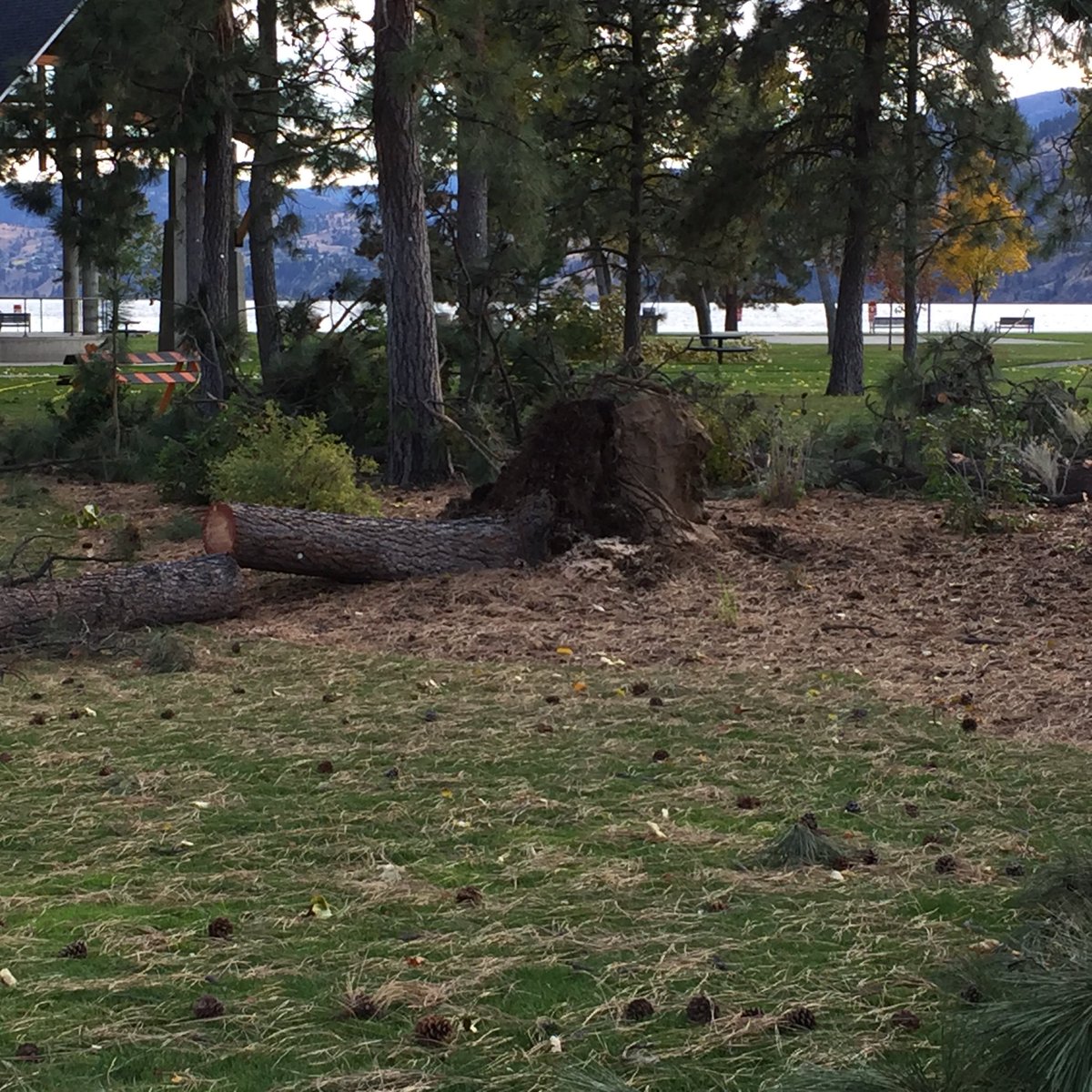 BeHeardComGG's tweet photo. #bigwinds #skahapark half dozen big pines ripped out by roots. https://t.co/6Ic0rGgNYa