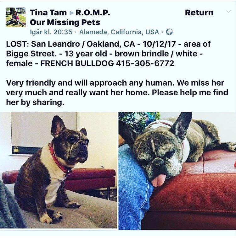 BonjourNino's tweet photo. #Oakland peeps and pups! Spread the word about this little senior Frenchie! #MissingDogAlert https://t.co/dAK74moQVX