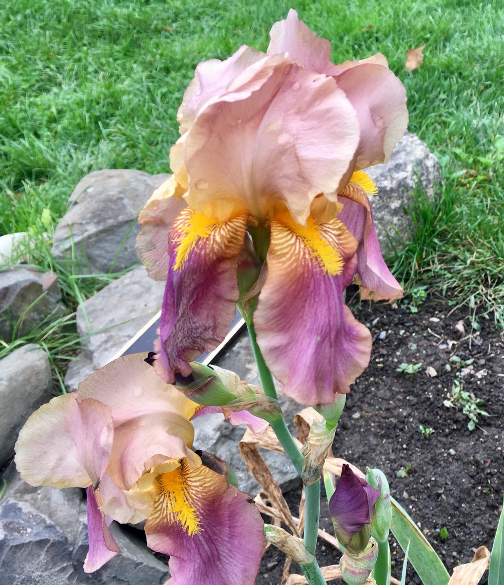 Like finding a 4 leaf  clover, “Autumn Sunset” decided to bloom with 4 beards, falls and standards. #flowerstagram #beardediris