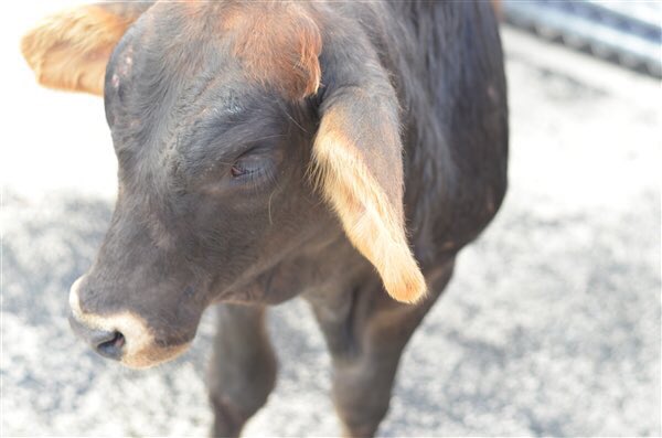 BrooklynCow's tweet photo. Hanging at @NYCACC until my next adventure! Looks like I’m going to Jersey, not my first choice but certainly better than the original plan! https://t.co/u7HuOxlbFy