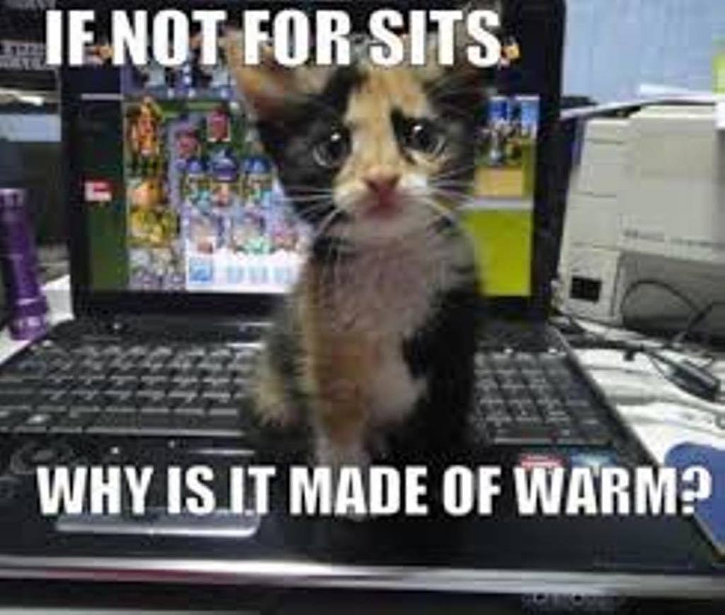 CatFlair's tweet photo. Why??? #catmeme #catmemes #catonkeyboard #catsatwork #catandlaptop https://t.co/StYlktso6j https://t.co/1yVG6OSOYN