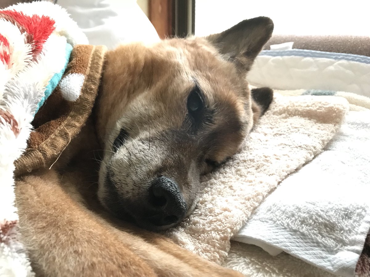 coco.。 tweet media