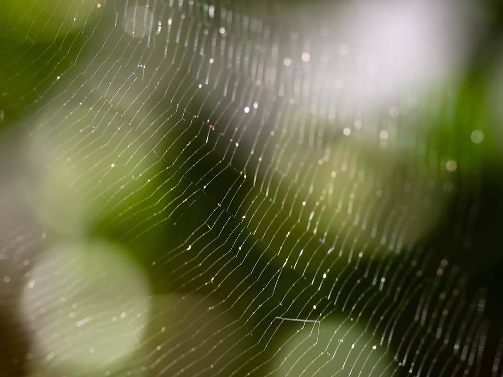 kevinpjennings's tweet photo. Spiderweb in the sunlight
#potd2017, #pictureoftheday, #365picturesin2017, #everydayphotographer #g85, #lumix, #s… https://t.co/g2z1eQK2dw https://t.co/ydP8ol3GvP