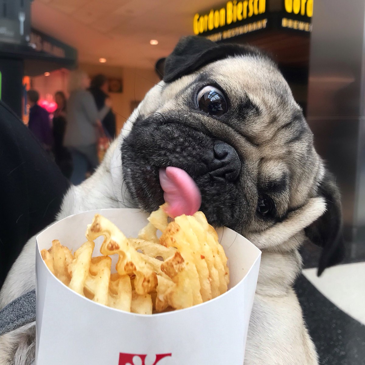 itsdougthepug's tweet photo. Here to steal all ur waffle fries https://t.co/OHPxVD3Hok