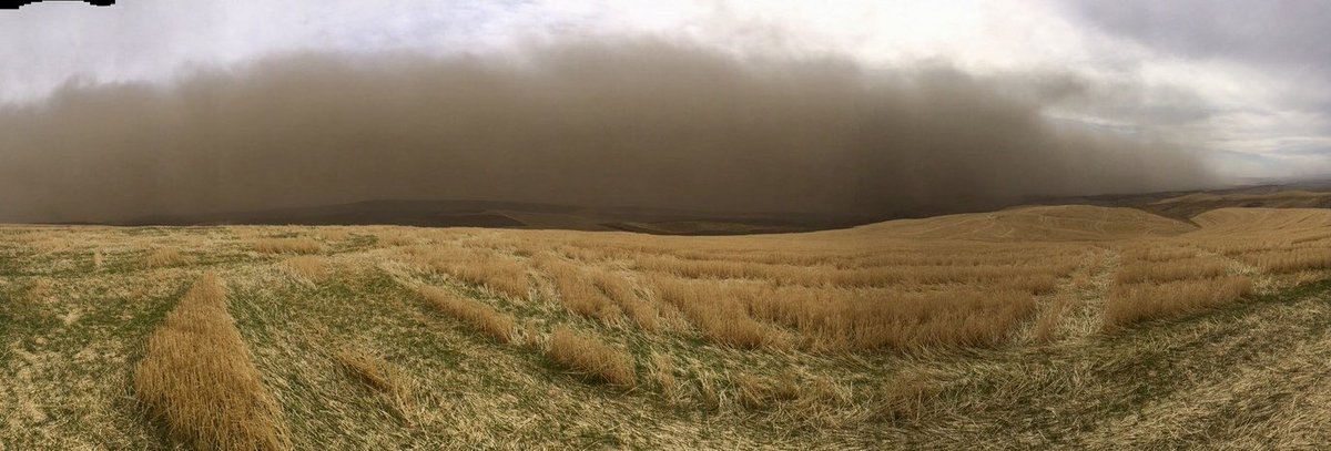 TMC_Cat's tweet photo. Pic from a grower in summer fallow/deep furrow country!! #directseed #notill @themcgregorco #2pass https://t.co/MwYlE10Qcp