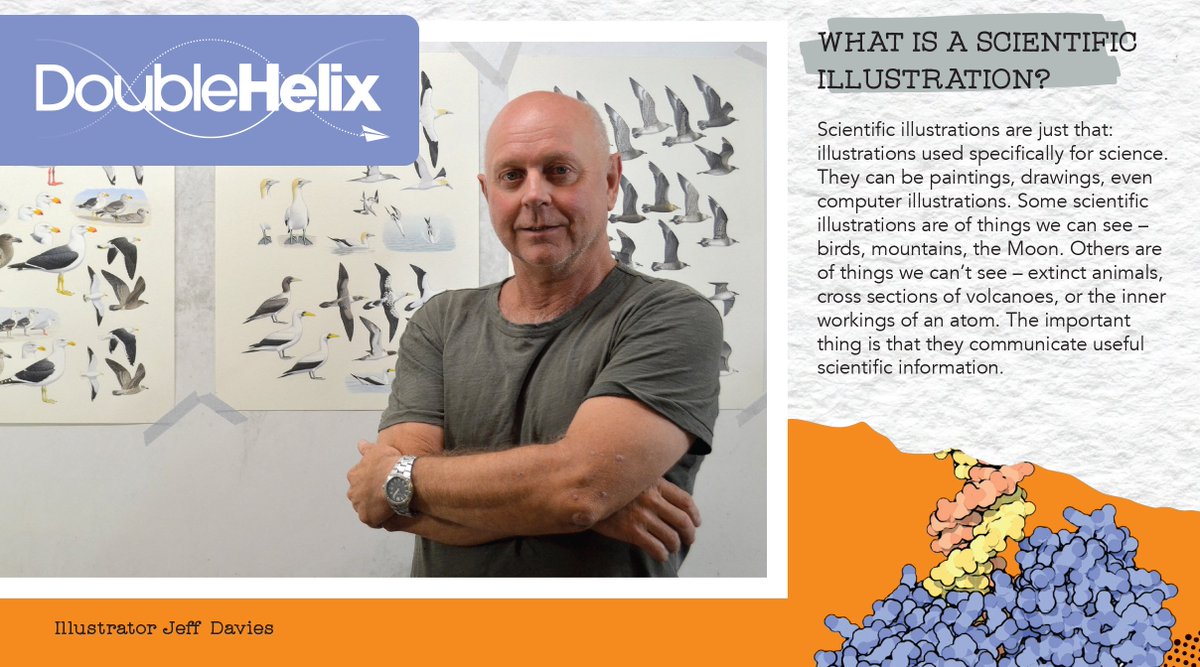 CSIROhelix's tweet photo. Jeff Davies, #ausbirdguide painter, shares tips for budding scientific illustrators in latest issue of Double Helix https://t.co/o42uUsDFV6 https://t.co/xZ7sIYtF9x