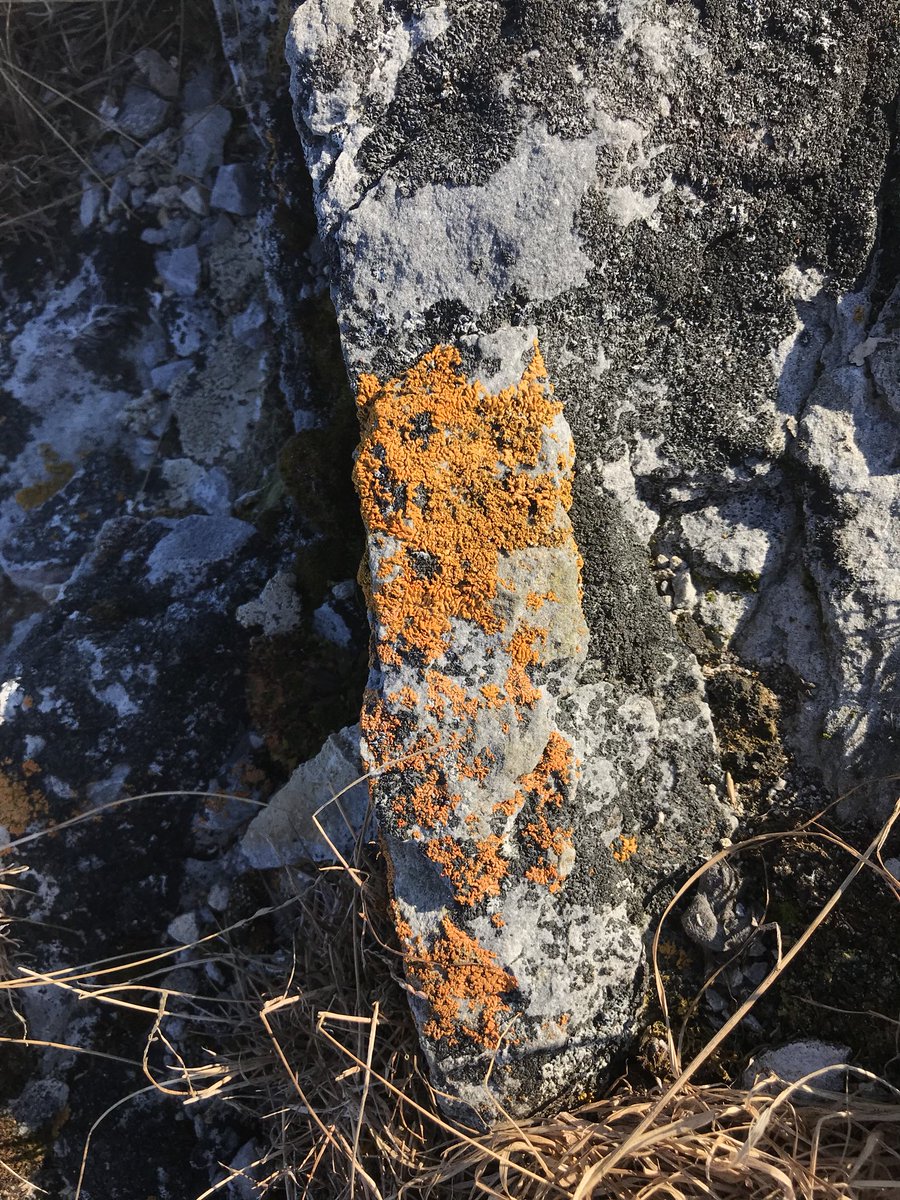 KellyKapsar's tweet photo. Did you hear about that algae and the fungi that took a lichen to each other? #nomepuns #tundrafun https://t.co/cRIFoWAvS3