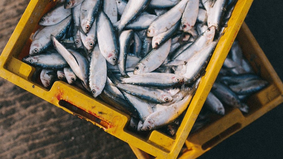 This startup turns climate pollution into fish feed buff.ly/2yvbBzr