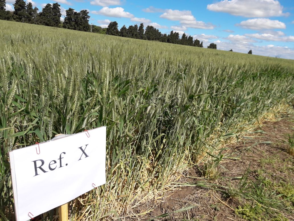 Syngenta_ar's tweet photo. Se destacó que a 30 días de aplicar #AmistarXtra y #ReflectXtra, los cultivos mantienen un control muy elevado de la enfermedad. https://t.co/i97YaOOmUf