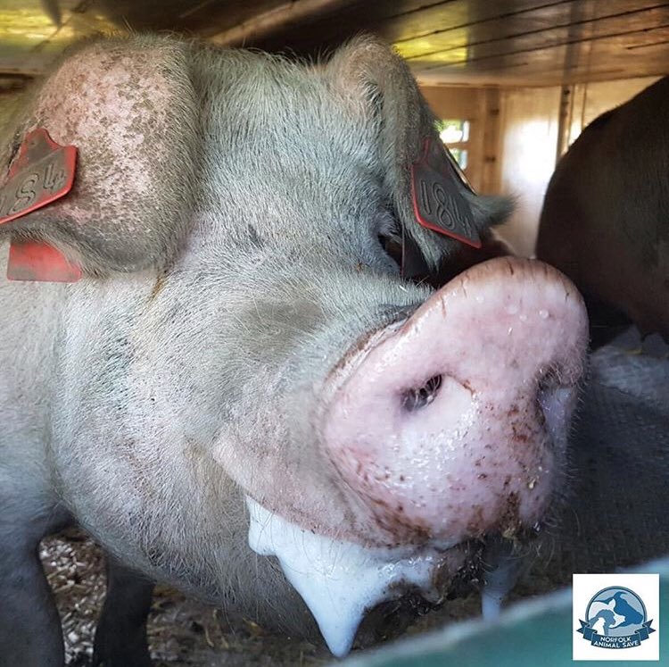 animalsavemvmt's tweet photo. .@norfolk_save are bearing witness again tomorrow!
Please come along and join them as they say goodbye to these beautiful pigs 💔

#vegan https://t.co/UubGAqaIum