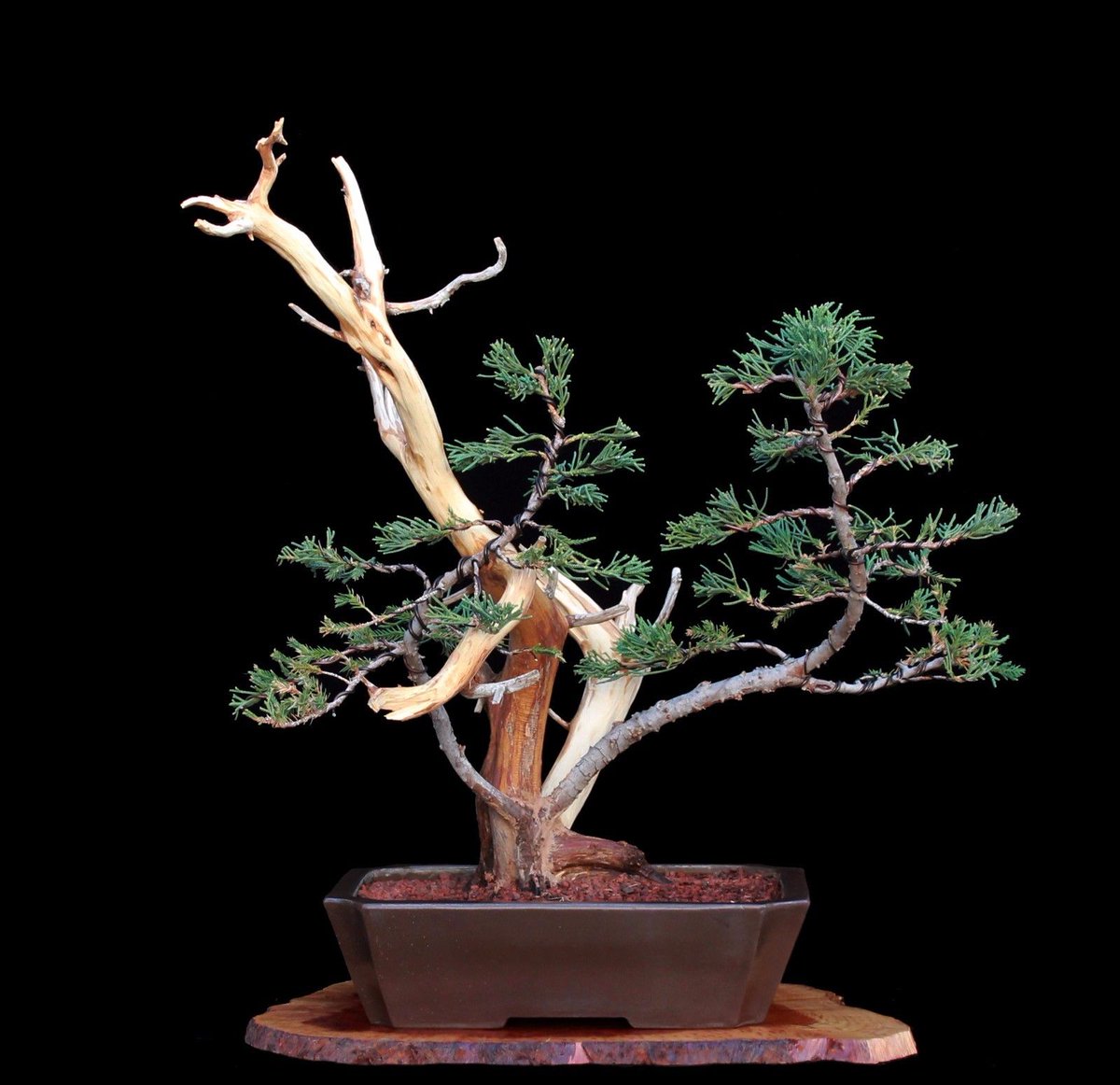 wikibonsai's tweet photo. #Bonsai #Tree #TANUKI (#PHOENIX #GRAFT) #TWIN #TRUNK #PROSTRATA ... - https://t.co/7V3hvZKxcV #JuniperusBrevifolia #JuniperusPhoenicea https://t.co/KZUi6E70Tm