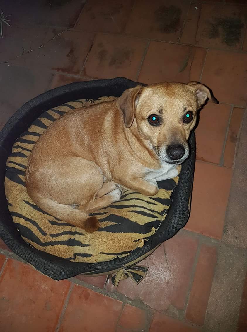 ComunicadoOpina's tweet photo. VIEJITO necesita tránsito. Va a quedar en la calle. Es docil. Bueno. Mimoso. Banfield. URGENTE 1566049713 @maramarkos @miriam_roberi RT🚨📣 https://t.co/s7h1q7WLOn