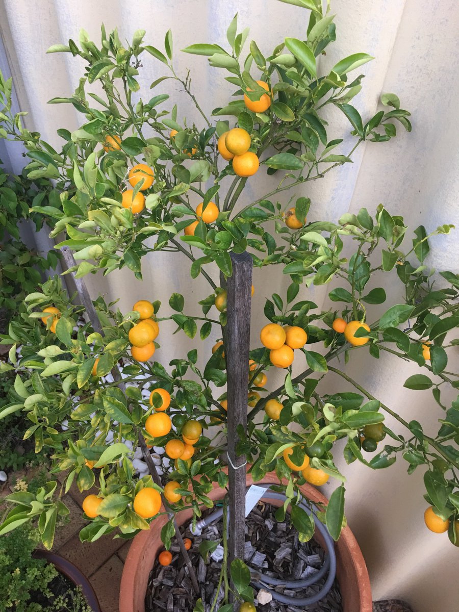mymindmaster's tweet photo. The pleasure &amp; simplicity...
The bitter &amp; sweet...
The choices &amp; possibilities 
#citrus #garden #backyard #inspiration https://t.co/36YLJ4ZQCn