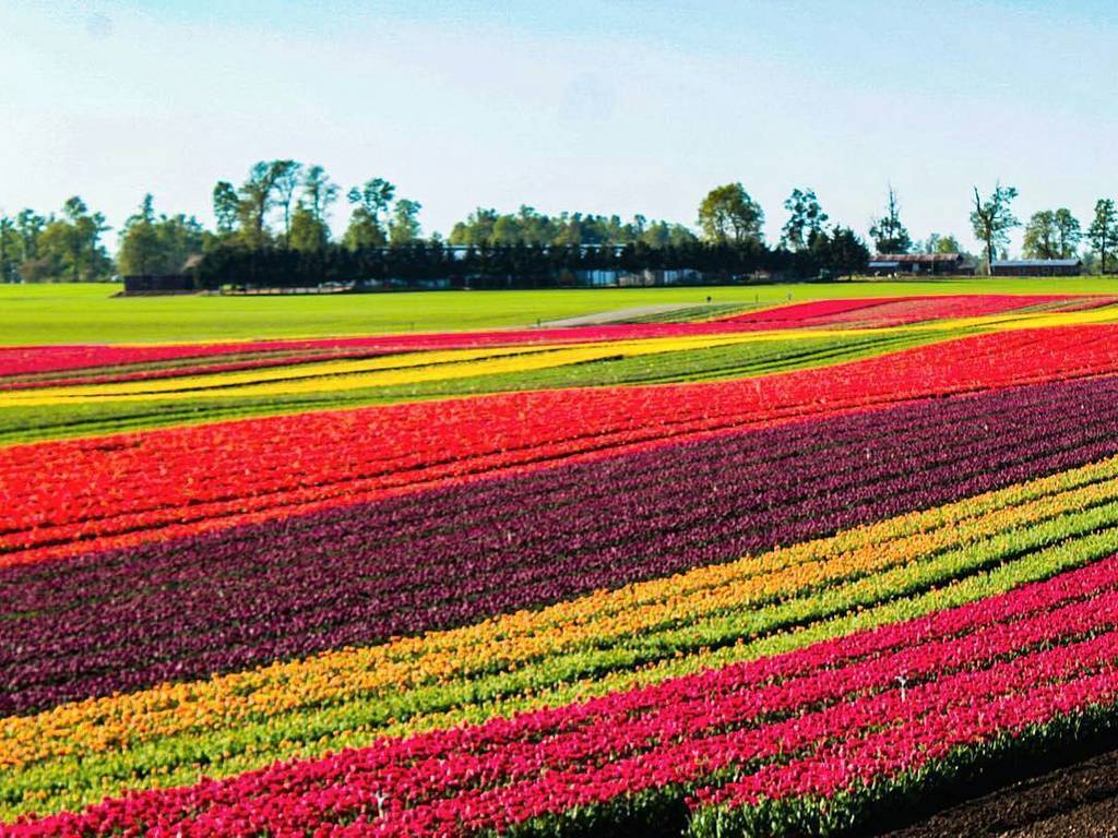 AChilepoh's tweet photo. 📷 @fotofanhm -  Una alfombra mágica 🌷🌷🌷 en #osorno #osornochile camino a #Puyehue #ruta215 #regiondeloslagos #chile #surdechile #southameri… https://t.co/nh0KXxg5Pg