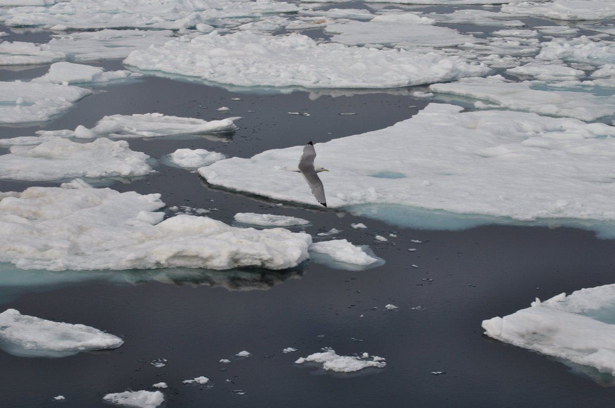 #worldgeochat a1 Best prof dev.... @LarsTheHippo & I in the Arctic w/ #GrosvenorTeacherFellowship. Apps open soon: nationalgeographic.org/education/prog…