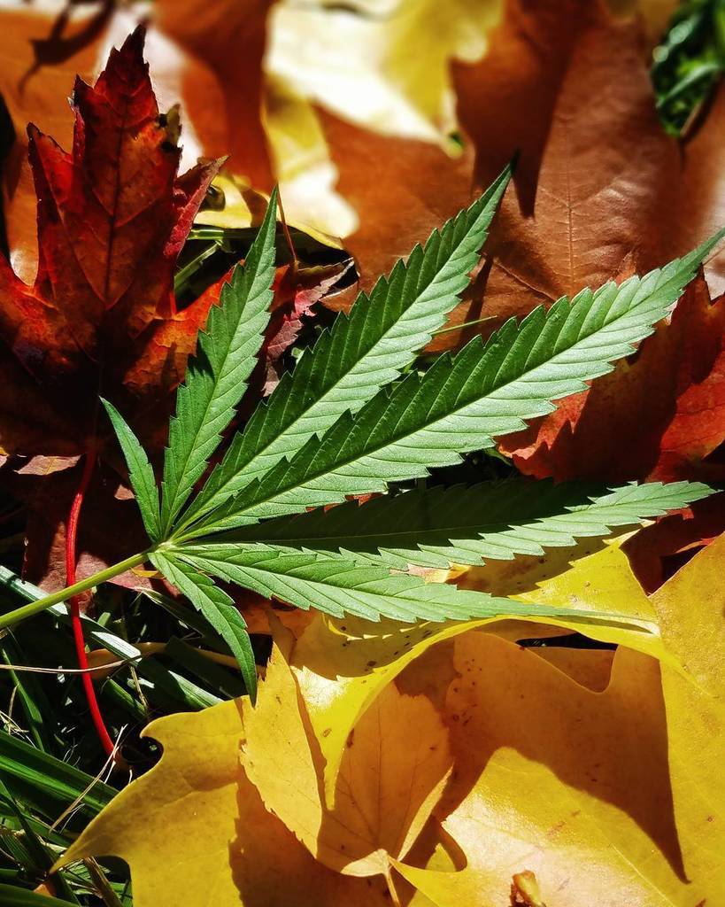 naturesgoldus's tweet photo. Loving our farm's fall colors! 😉🌱🍁
.#greenyearround .#croptober .
.#420oregon #cannabis #lovecannabis #lovebud #gr… https://t.co/dHxhBlk41K https://t.co/4CVr5oJ0Sq