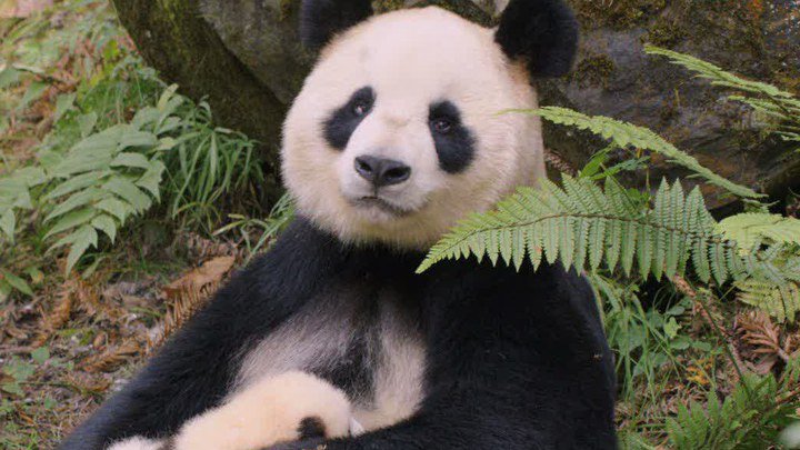 banner_electric's tweet photo. two lovely pandas.
https://t.co/YfGg96iSFF https://t.co/tPGi1gYboK
