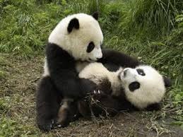 banner_electric's tweet photo. two lovely pandas.
https://t.co/YfGg96iSFF https://t.co/tPGi1gYboK