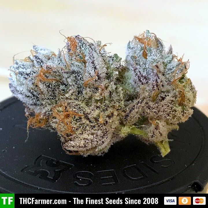thcfarmer_forum's tweet photo. Back in stock #BubbaCookies from #DivineGenetics πΏ
Photo by @thekindestfind π
We ship seeds worldwide π
Credit ca⦠https://t.co/mPTeLHos5u https://t.co/yGs7CecitR