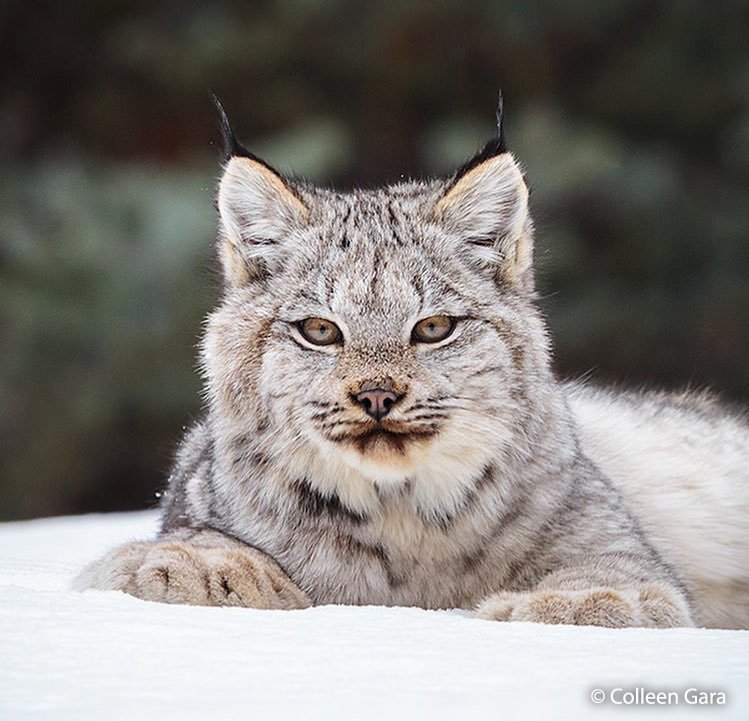 BBCEarth's tweet photo. "I had the most incredible encounter with this lynx kitten and her mother while out snowshoeing" #EarthCapture by Colleen Gara https://t.co/qJH9HxDM66