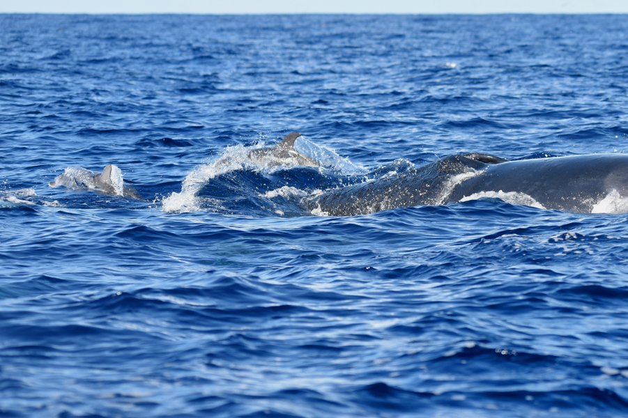 Moth Clark tweet media