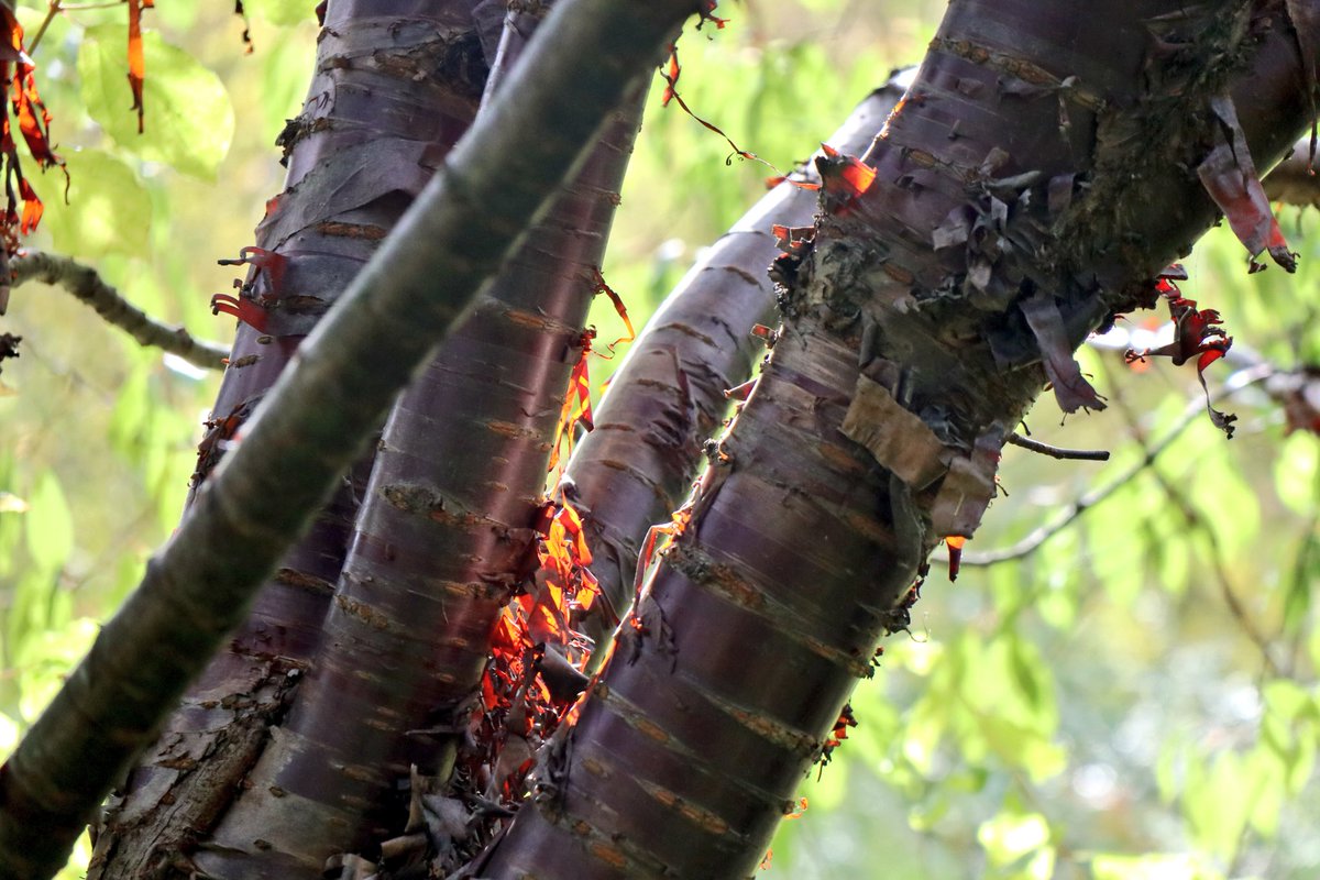 AngleseyAbbeyNT's tweet image. The Winter Garden is full of colour and fragrance &amp;amp; is an all abilities short walk starting from the visitor centre #garden #Cambridge