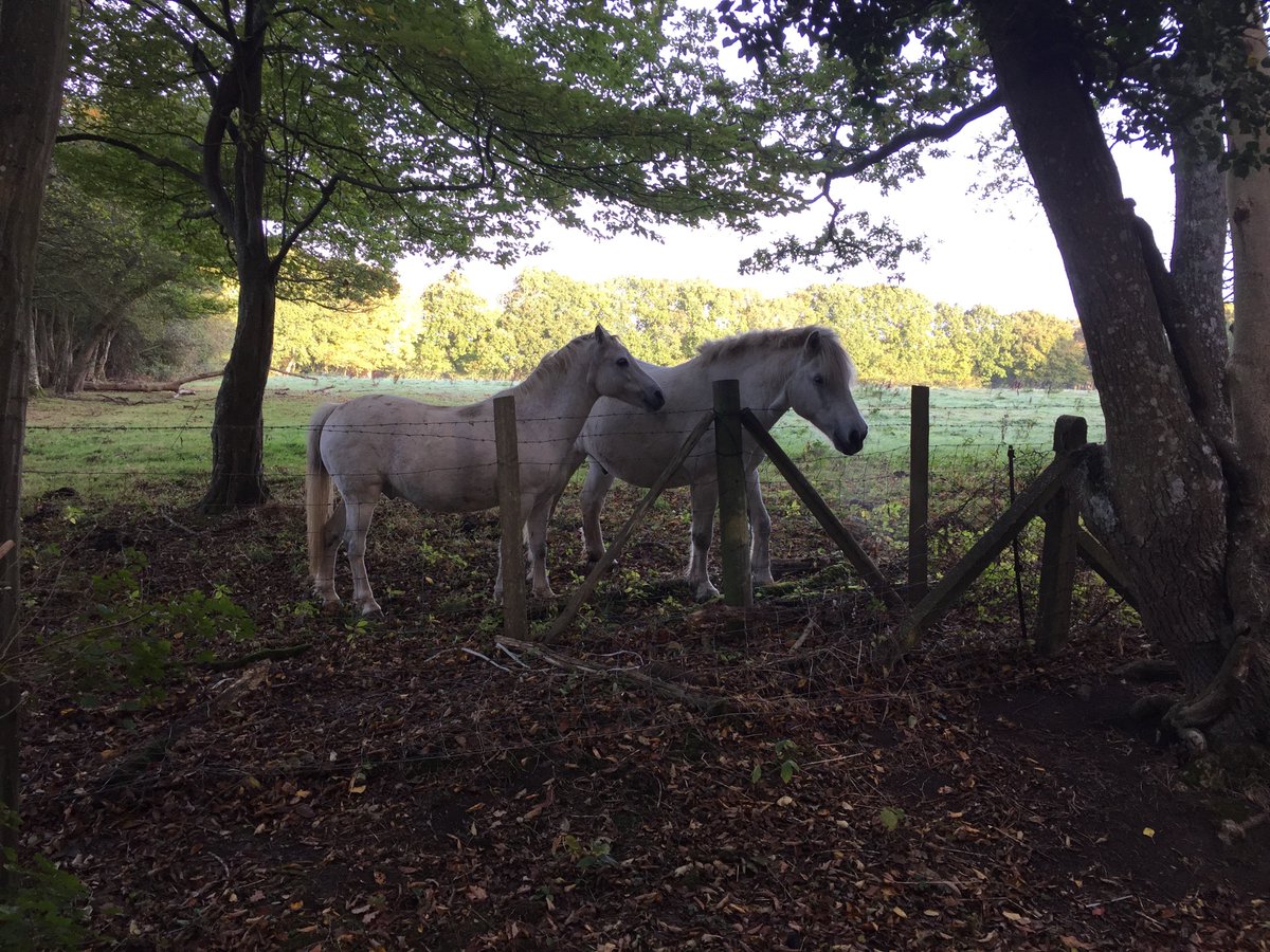 TMbravoscouts's tweet photo. do you ever get the feeling someones watching you https://t.co/sYCgvK9c2C